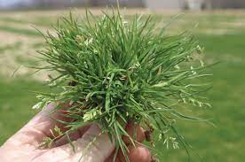 How to get rid of poa annua. Poa Annua A Plan Of Action Gcmonline Com