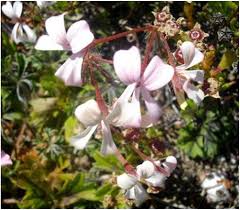 Image result for Pelargonium alchemilloides