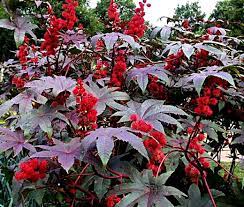 Castor Bean Gibsonii Seeds Ricinus Communis