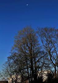 Maybe you would like to learn more about one of these? Sky Blue Moon Sunset Contrasts Trees Houses Building Landscape Spring Nature Pikist