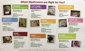A Guide To Medicinal Mushrooms Mary Vance Nc