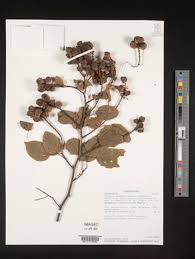 Image result for Gouania tiliifolia