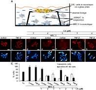 Frontiers | Multitargeting Effects of Calebin A on ...