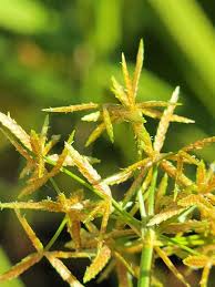Image result for Cyperus
