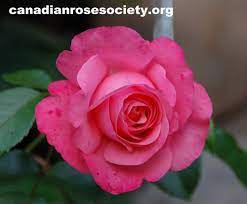Pine ridge is a year round canadian cut flower grower in the niagara region of ontario. Pickering Nurseries Rose Festival Roses In A Small Garden