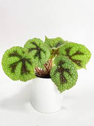 Image result for Begonia meyeri-johannis