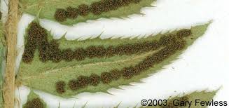 Image result for Lonchitis