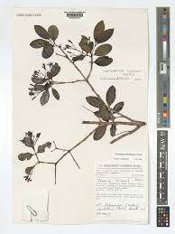 Image result for Coptosperma