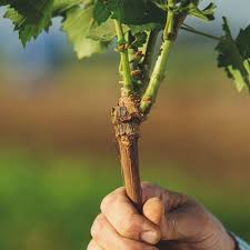 Image result for graft grape vines