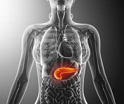 Image result for pancreas)