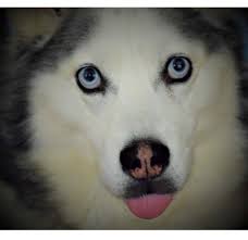 With an incredible ache and sadness in our hearts and souls, we want to let  you all know that The Myrtle crossed the Rainbow Bridge