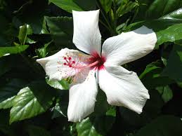 Image result for Hibiscus calyphyllus