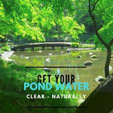 Your pond will remain clear by continuing to proper water hardness, a sufficient number of growing oxygen producing plants and satisfactory co2 production. Keep Your Pond Water Clear Naturally Pond Maintenance Farm Pond Outdoor Ponds