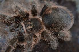 Once the venom has liquefied the prey, the tarantula sucks up the proteins and fats of the prey item leaving behind a small pile of undigested body parts. Tliltocatl Albopilosus Brachypelma Albopilosum Curly Hair Tarantula Care Sheet Jamie S Tarantula Blog