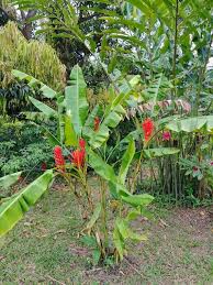 Image result for Coccinia senensis