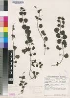 Image result for Diclis