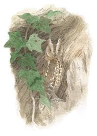 An owl reading above a trunk at riverbank vector. Eurasian Scops Owl The Sound Approach