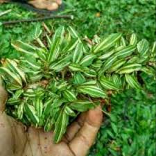 25.000 per meter persegi.rumput gajah mini bisa menjadi pilihan terbaik untuk menghijaukan halaman dan taman, karena rumput gajah mini ini tidak memerlukan perawatan secara khusus dan anda juga tidak harus memotong nya setiap bulan, karna rumput gajah mini tidak akan tumbuh tinggi seperti rumput yang lain. Rumput Gajah Mini Varigata Per Meter Shopee Indonesia