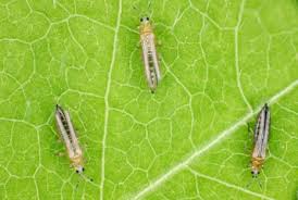 Image result for Onion Thrips