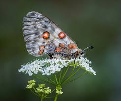 Image result for Parnassius apollo