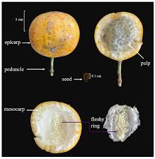 Image result for Passiflora ligularis