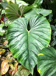 Philodendron Mamei Philodendron Plants Plant Leaves