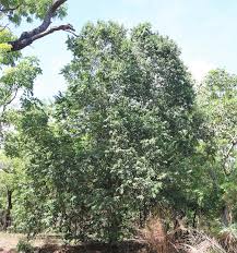 Image result for Maranthes