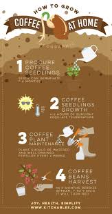Infographic How To Grow Coffee At Home Infografik Gardening Kaffee