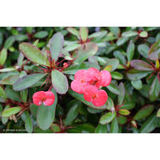 Image result for Euphorbia pfeilii