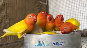 We did not find results for: Lutino Sable African Lovebirds Andronico Youtube