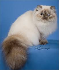 There were six kittens in this litter. Cfa Persian Breed Council Himalayan Division Winners 2019 2020