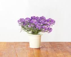 We did not find results for: How To Choose Annuals To Grow Indoors 5 Plants Alyssum Alyssum Flowers Plants