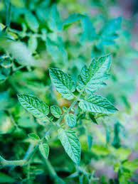 Spots on the leaves, stems and fruit can be caused by a type of fungal disease, while. Can You Eat Tomato Leaves The Answer Will Surprise You Garden Betty
