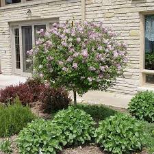 Image result for Syringa meyeri ´Palibin