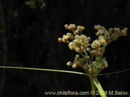 Image result for Cyperaceae