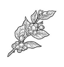 Cafes allow friends to come together and chat over a specialty drink, often surrounded by gorgeous art and the scent of exotic coffee beans filling the air. Coffee Plant Vector Images Over 12 000