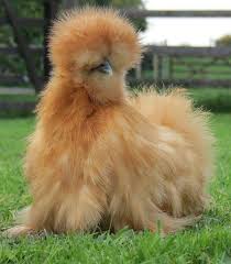 Silkie chicken in a rural garden with green grass in the spring on a sunny day. Silkie Chickens Home Facebook