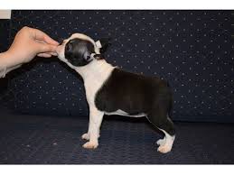 Visit us now to find your dog. Boston Terrier Puppies Animals Alamosa Colorado Announcement 178739