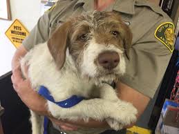 Maybe you would like to learn more about one of these? Photos From Bridgeport Animal Control Bridgeport Animal Control Support Animal Control Animals Dogs