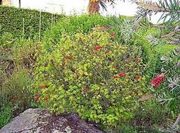 Image result for Calliandra tweedii