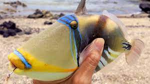 Check spelling or type a new query. Catching Hawaii S State Fish Saltwater Fishing Youtube