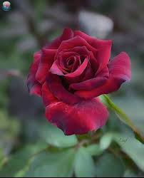 Maybe you would like to learn more about one of these? Phx Rosegarden S Instagram Post Phoenix Rose Garden Today S Featured Artist Leaf7248 Leaf7 Beautiful Rose Flowers Beautiful Flowers Rose