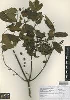 Image result for Keetia gueinzii