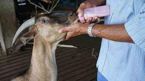 Before it's news® is a community of individuals who report on what's going on around them, from all around the world. Don T Get My Goat The Island Farmers Fighting Livestock Theft Bbc News