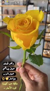ورد اصفر Hashtag On Twitter