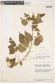 Image result for Acalypha psilostachya