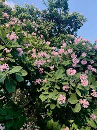Image result for Dais cotinifolia
