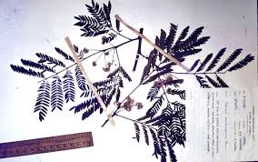 Image result for Albizia isenbergiana
