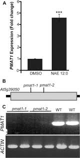 We did not find results for: Malonylation Of Glucosylated N Lauroylethanolamine A New Pathway That Determines N Acylethanolamine Metabolic Fate In Plants Journal Of Biological Chemistry