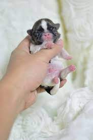 Cute Newborn Imperial Shih Tzu Puppy Shihtzu Shih Tzu Puppy Shih Tzu Puppy Training Shih Tzu